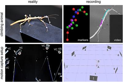 Transfer of Spatial Contact Information Among Limbs and the Notion of Peripersonal Space in Insects